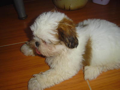 Shih Tzu - Shih Tzu Dog