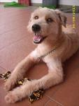 Haley - Wheaten Terrier Dog