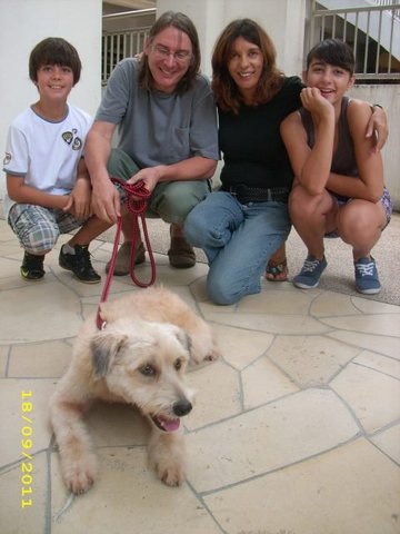 Haley - Wheaten Terrier Dog