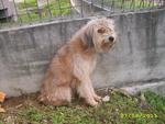 Haley - Wheaten Terrier Dog