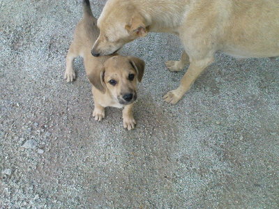 PF23405 - Terrier Mix Dog