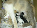 Julie with her 4 kittens