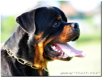 Rottweiler - Rottweiler Dog