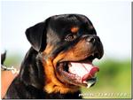 Rottweiler - Rottweiler Dog