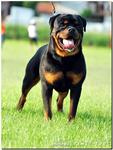 Rottweiler - Rottweiler Dog