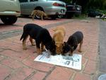 Three is a family. Mother loitering behind