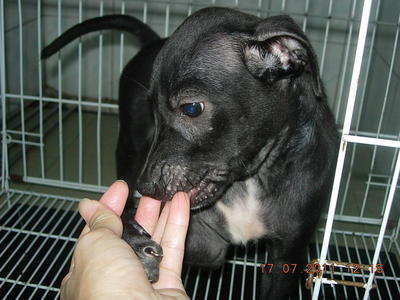 Puppies For Adoption  - Mixed Breed Dog