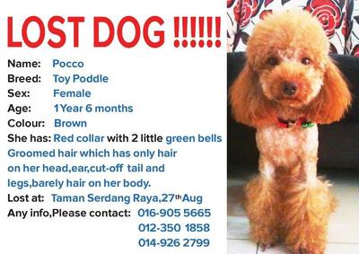 Pocco - Poodle Dog