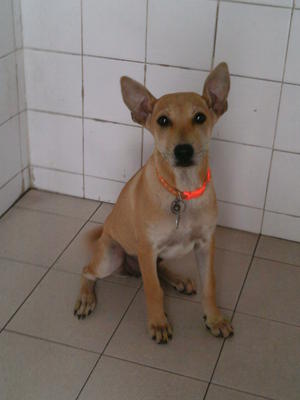 Finny - Mixed Breed Dog