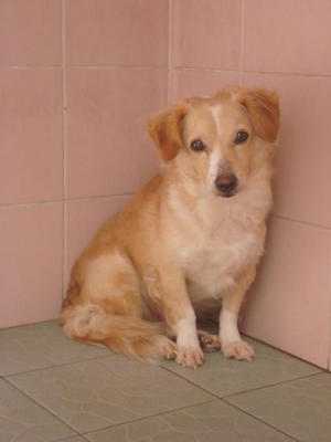 Debby - Mixed Breed Dog