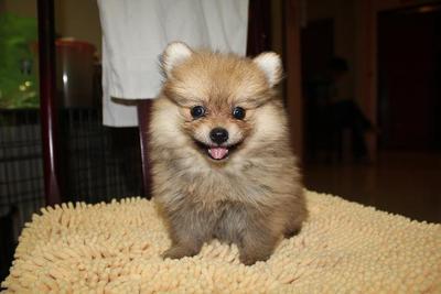 Female Pomeranian Mka Microchip - Pomeranian Dog