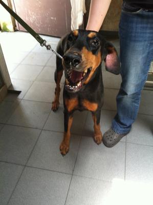 Female Doberman - Doberman Pinscher Dog