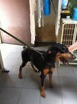 Female Doberman - Doberman Pinscher Dog