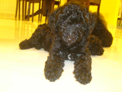 Beautiful Shiny Black Toy Poodles  - Poodle Dog