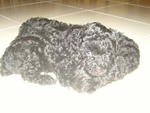 Beautiful Shiny Black Toy Poodles  - Poodle Dog