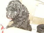 Beautiful Shiny Black Toy Poodles  - Poodle Dog