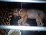 This was how she looks like when 1st found her.  Lucky she allowed being caged.