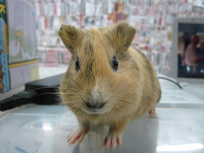 Guinea Babies~~ - Guinea Pig Small & Furry