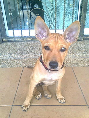 Angel - Mixed Breed Dog