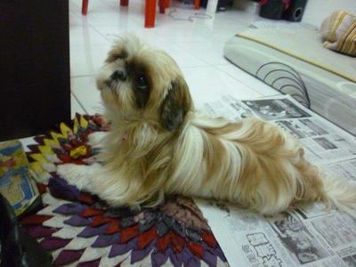 Q.q - Shih Tzu Dog