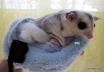 Eva - Sugar Glider Small & Furry