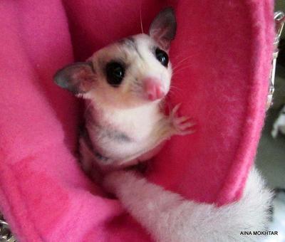 Eva - Sugar Glider Small & Furry