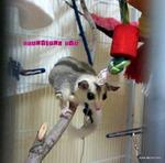 Eva - Sugar Glider Small & Furry