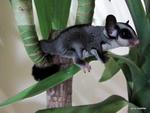 Koga - Sugar Glider Small & Furry