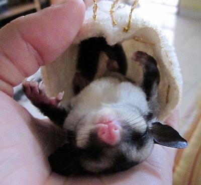 Koga - Sugar Glider Small & Furry