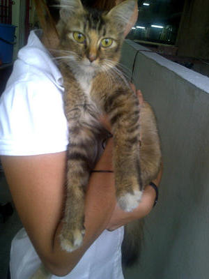 PF23509 - Persian + Tabby Cat