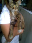PF23509 - Persian + Tabby Cat