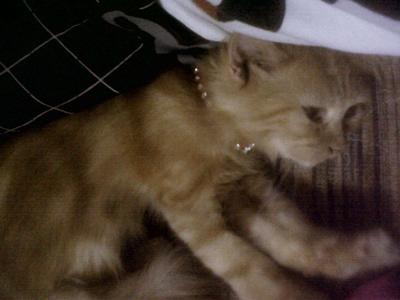 Buffy - Tabby Cat