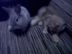 fear with bunny . hahahahha