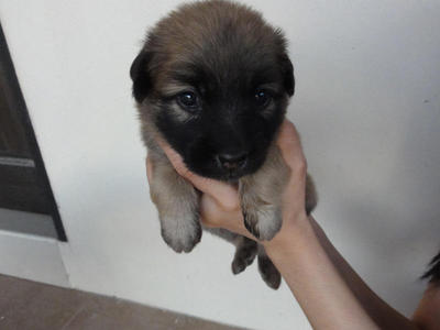 Tangtang - Mixed Breed Dog