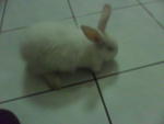 Lilly - Angora Rabbit Rabbit