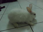 Lilly - Angora Rabbit Rabbit