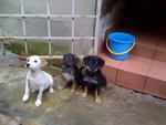 (R-L) Toro, Sofia and Eva wait for treats