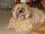 Sofie - Shih Tzu Dog