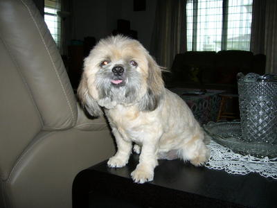 Sofie - Shih Tzu Dog