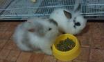 Teddy - Angora Rabbit + Jersey Wooly Rabbit