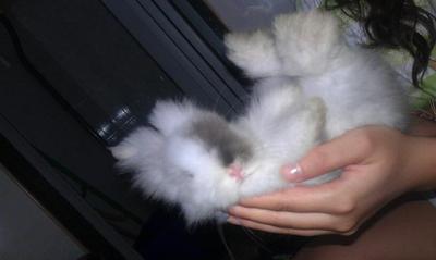 Teddy - Angora Rabbit + Jersey Wooly Rabbit