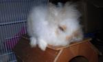 Teddy - Angora Rabbit + Jersey Wooly Rabbit