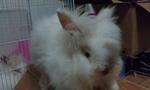 Teddy - Angora Rabbit + Jersey Wooly Rabbit