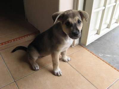 Bibi - Mixed Breed Dog