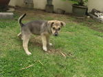 Bibi - Mixed Breed Dog