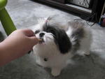 Daisy - Shih Tzu Dog