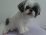 Daisy - Shih Tzu Dog