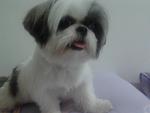 Daisy - Shih Tzu Dog