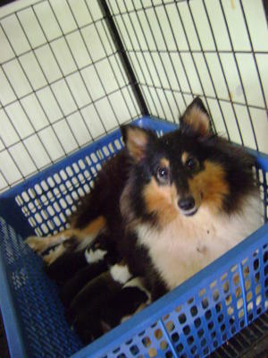 Shetland Sheepdog Sheltie Adult - Shetland Sheepdog Sheltie Dog