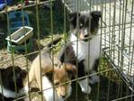 Shetland Sheepdog Sheltie Adult - Shetland Sheepdog Sheltie Dog